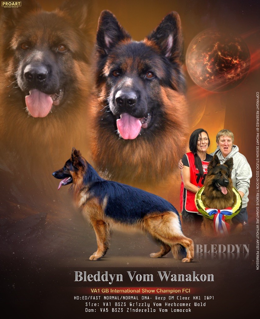 CH. Bleddyn vom wanakon