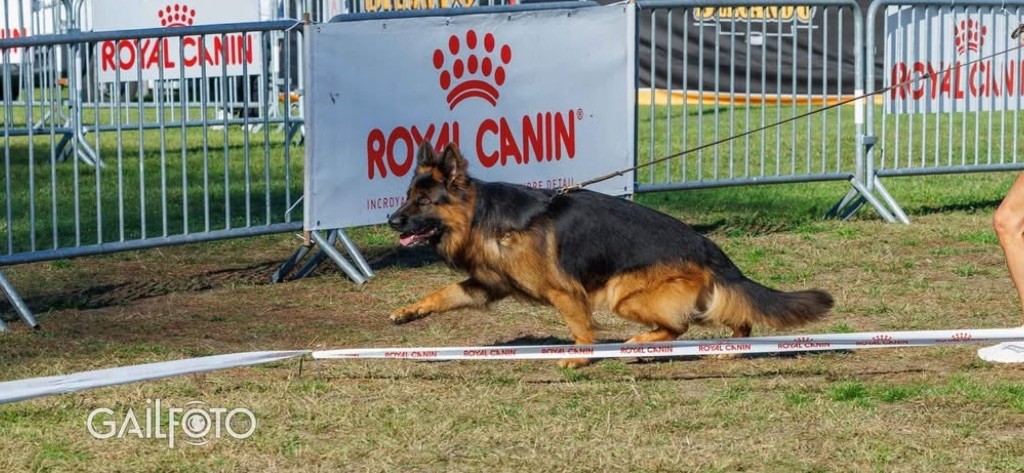 CH. Bleddyn vom wanakon