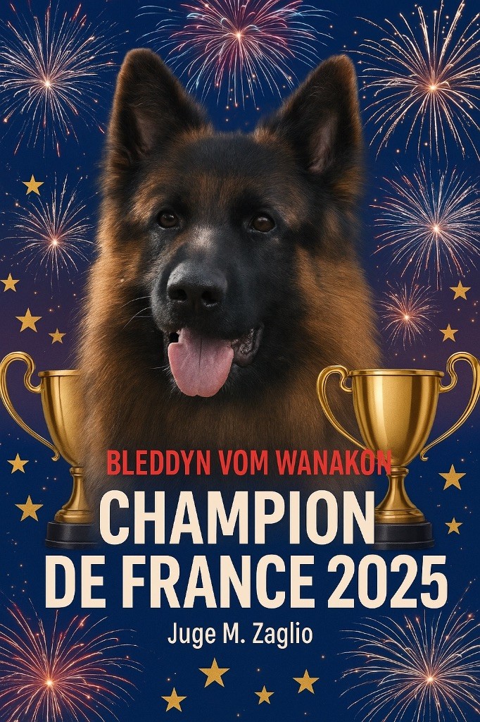 CH.Bleddyn Vom Wanakon, Champion de France 2025