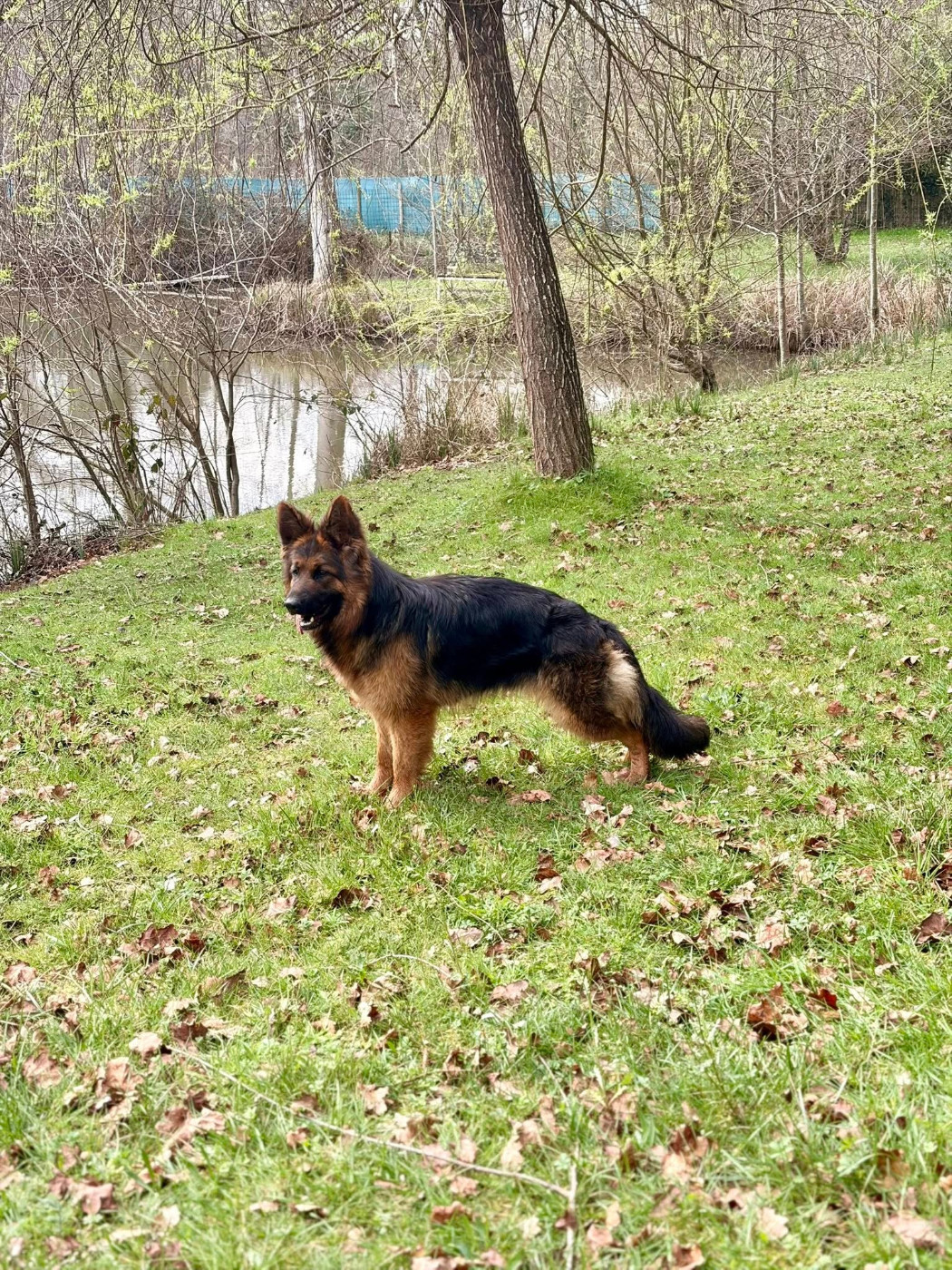 Magnifique Berger allemand de 17 mois à vendre.