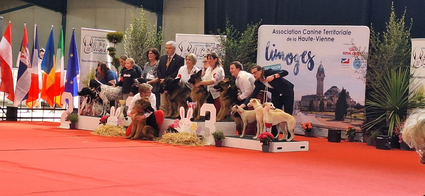 De L'Etoile Chanceuse - Meilleur Lot d'Affixe - Exposition Internationale de Limoges 2026