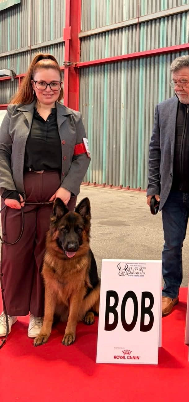 Carton plein pour Vixen de L'Etoile Chanceuse à Limoges