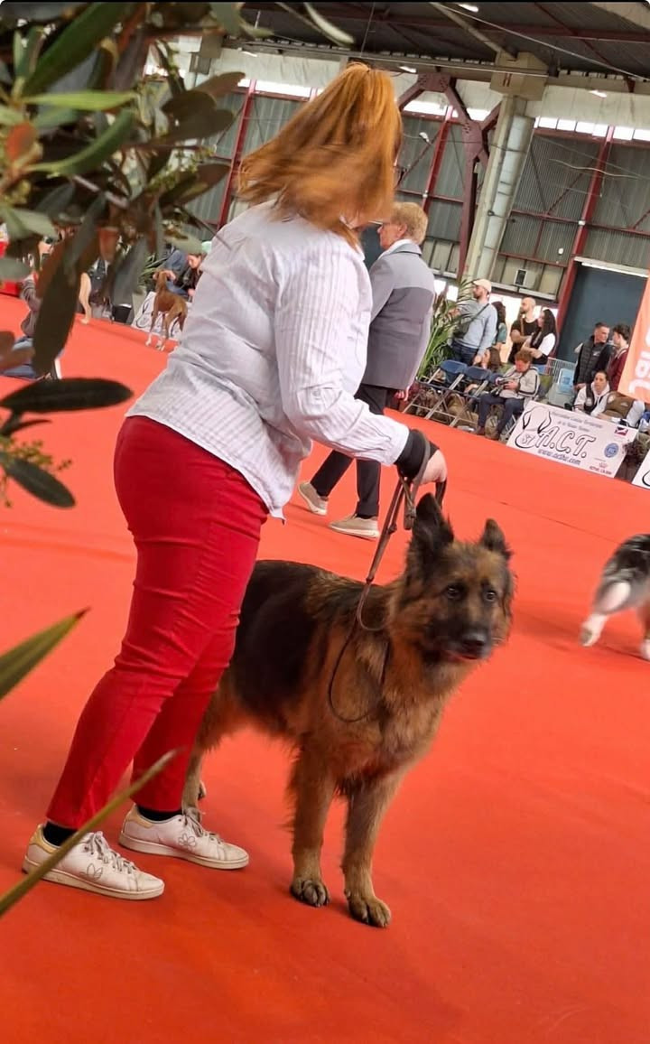 Superbe preformance pour Nala de L'Etoile Chanceux en Classe Vétéran !