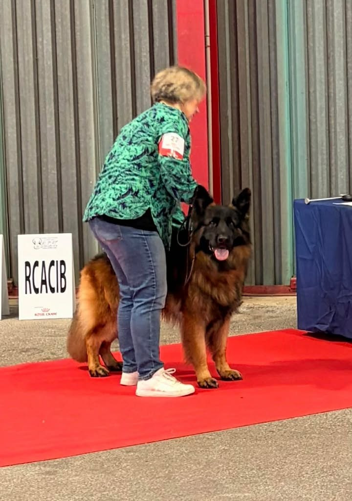 Très beau résultat pour Saiko de L'Etoile Chanceuse à Limoges