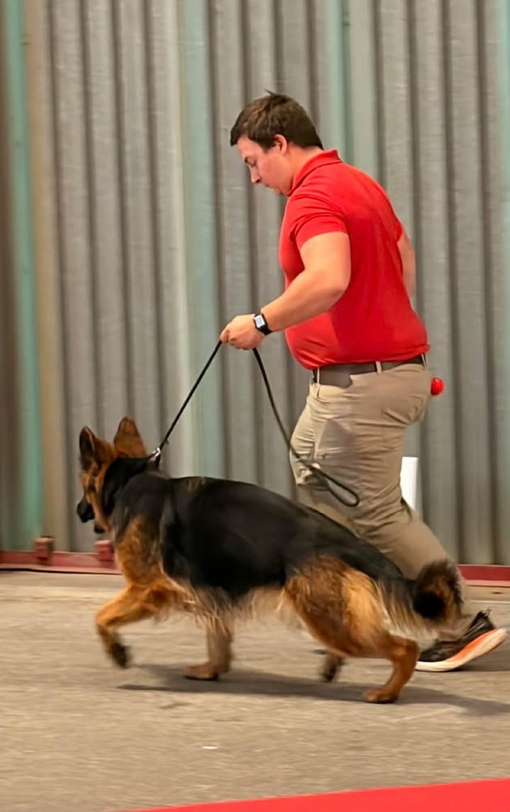 Très beau résultat pour Valkyrie de L'Etoile Chanceuse à Limoges