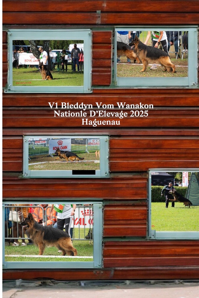 VA1 Bleddyn Vom Wanakon