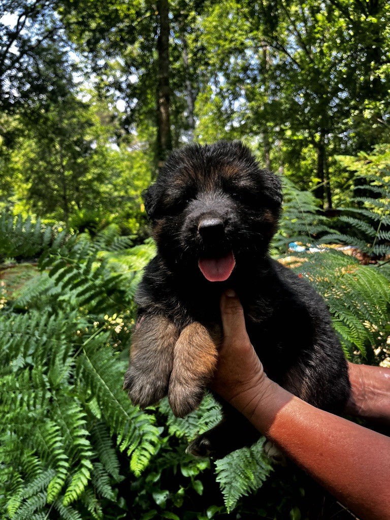 De  L'Etoile Chanceuse - Chiots disponibles - Berger Allemand Poil Long