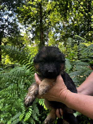 CHIOT