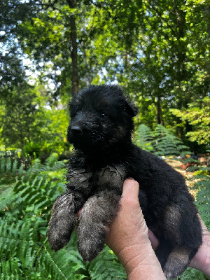 CHIOT