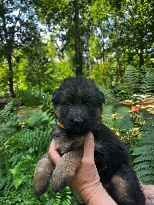 CHIOT