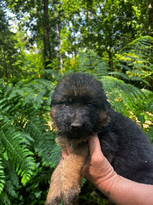 CHIOT