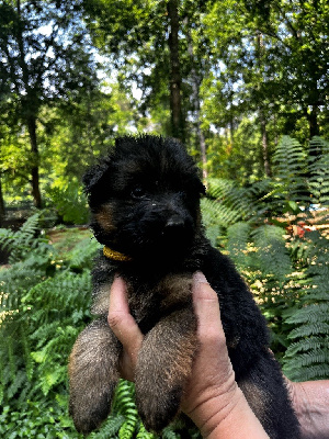 CHIOT