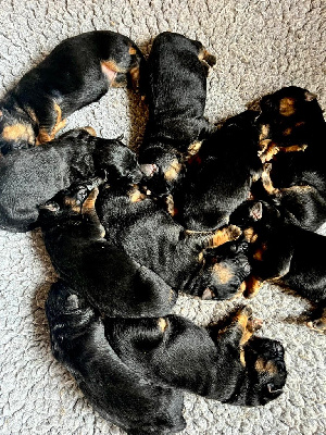 CHIOT 2
