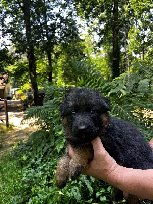 CHIOT