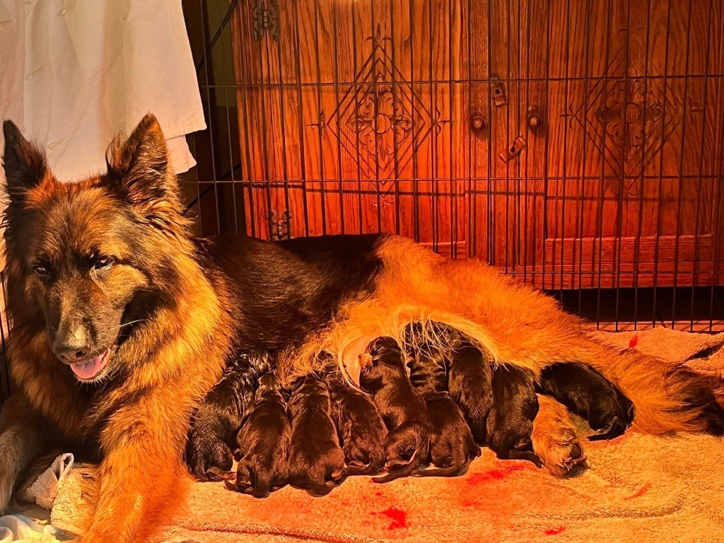 Chiot Berger Allemand Poil Long De L'Etoile Chanceuse